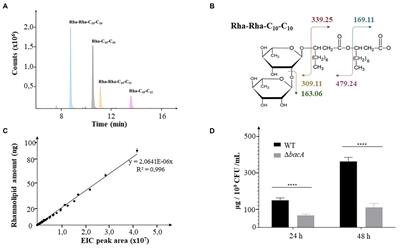 BacA: a possible regulator that contributes to the biofilm formation of Pseudomonas aeruginosa
